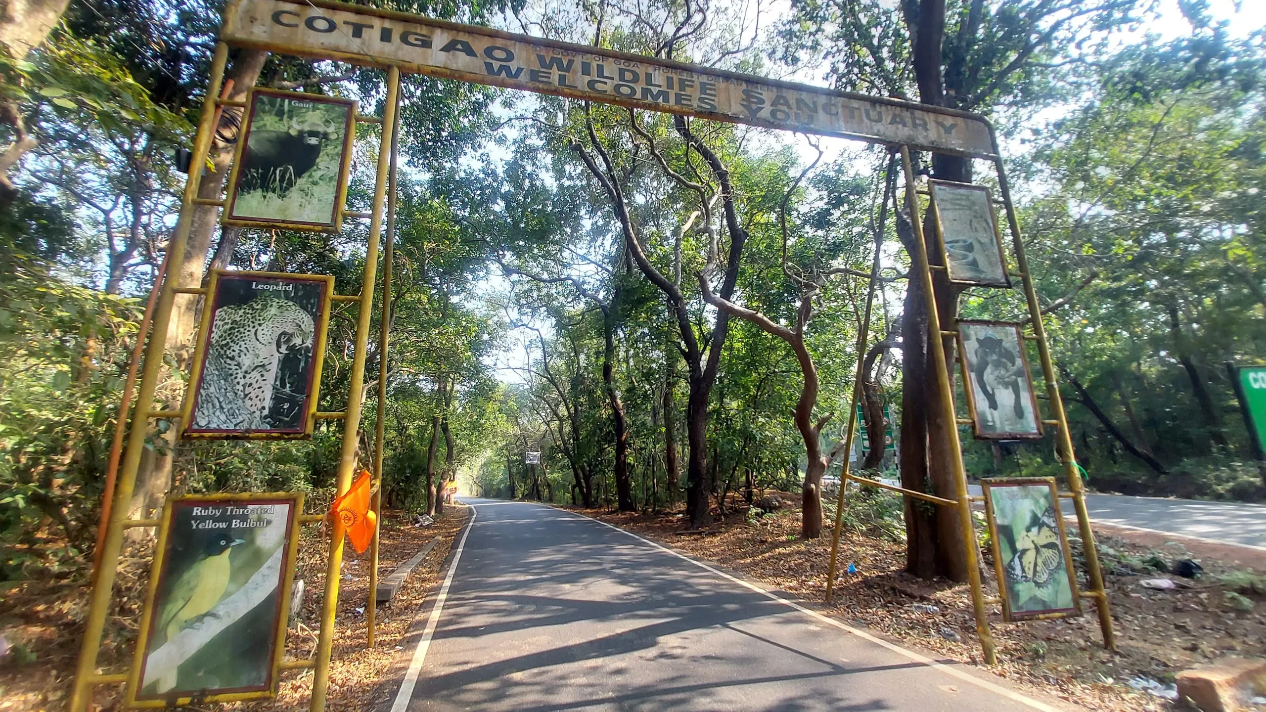 Cotigao Wildlife Sanctuary: Goa's Untamed Jungle Escape