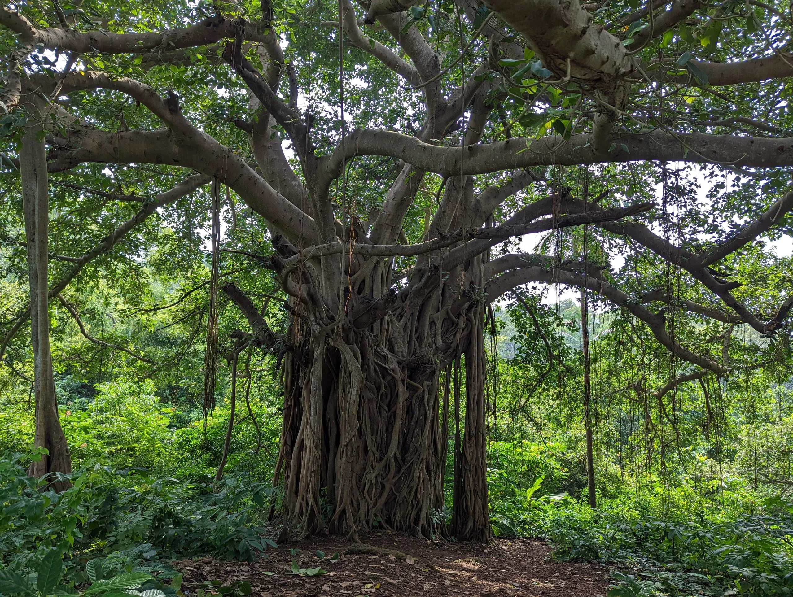 Cabo De Rama Fort: Uncover Goa's Hidden Historical Gem