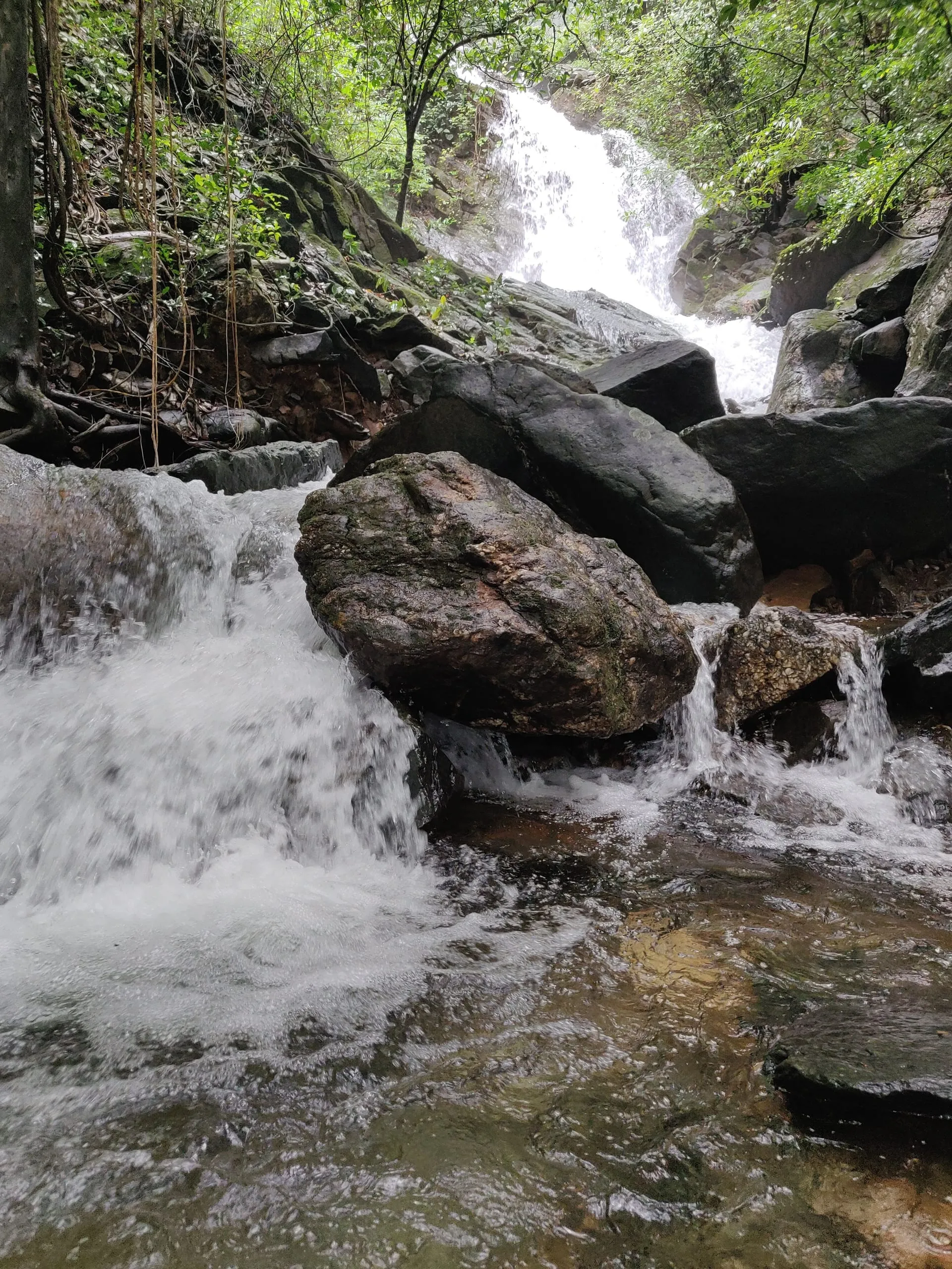 Cotigao Wildlife Sanctuary: Goa's Untamed Jungle Escape