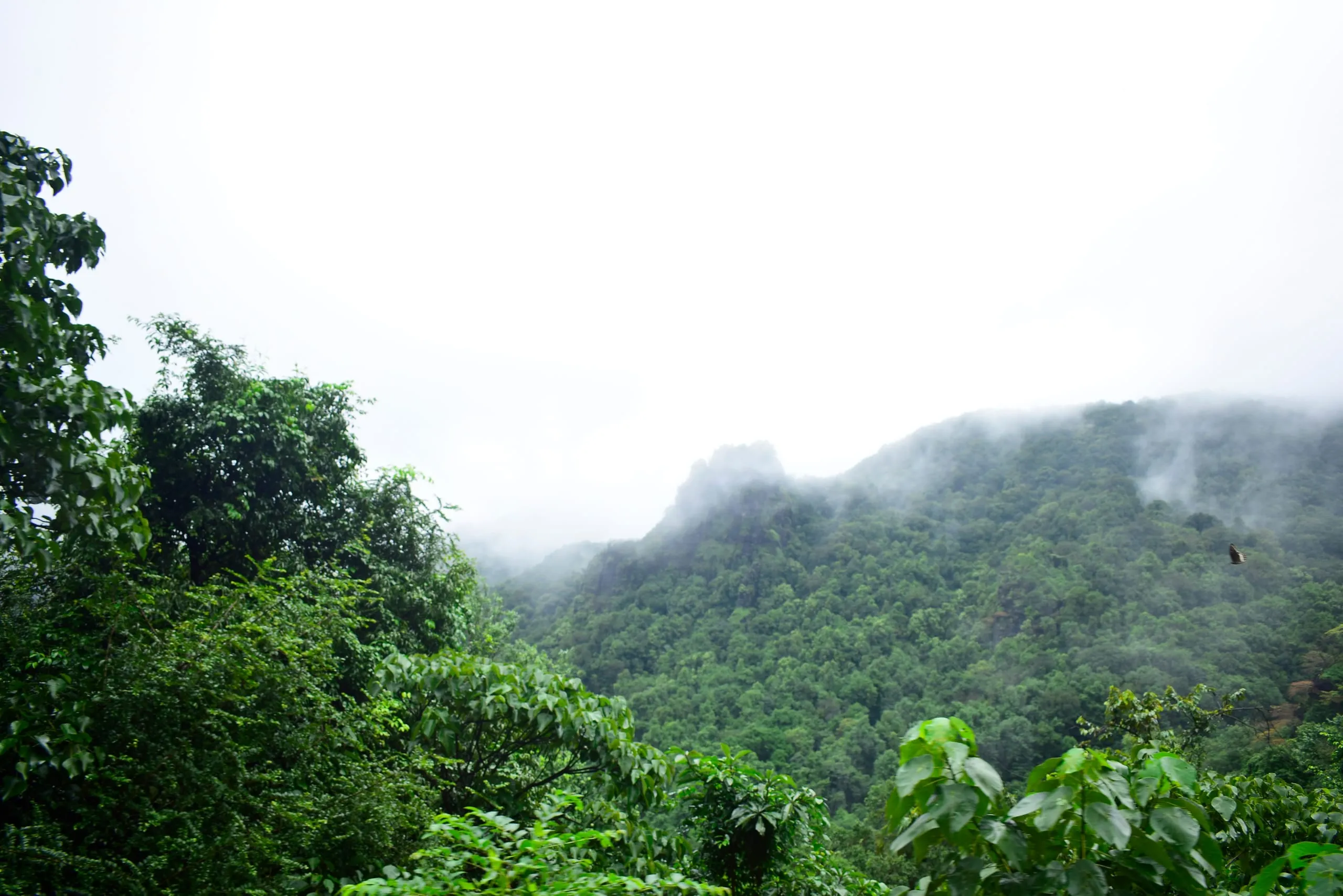 Dudhsagar Waterfall: Goa's Majestic 'Sea of Milk'