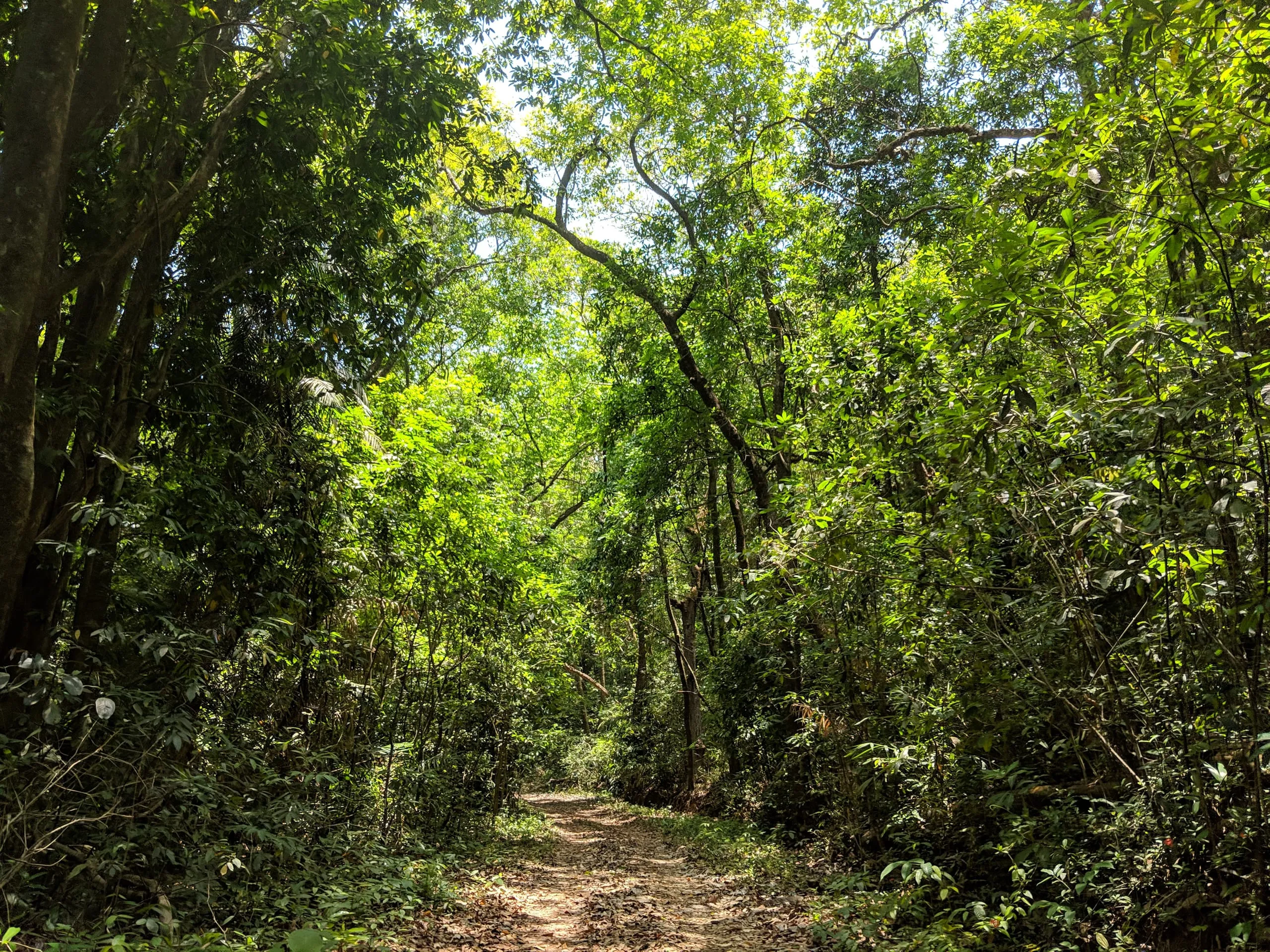 Cotigao Wildlife Sanctuary: Goa's Untamed Jungle Escape