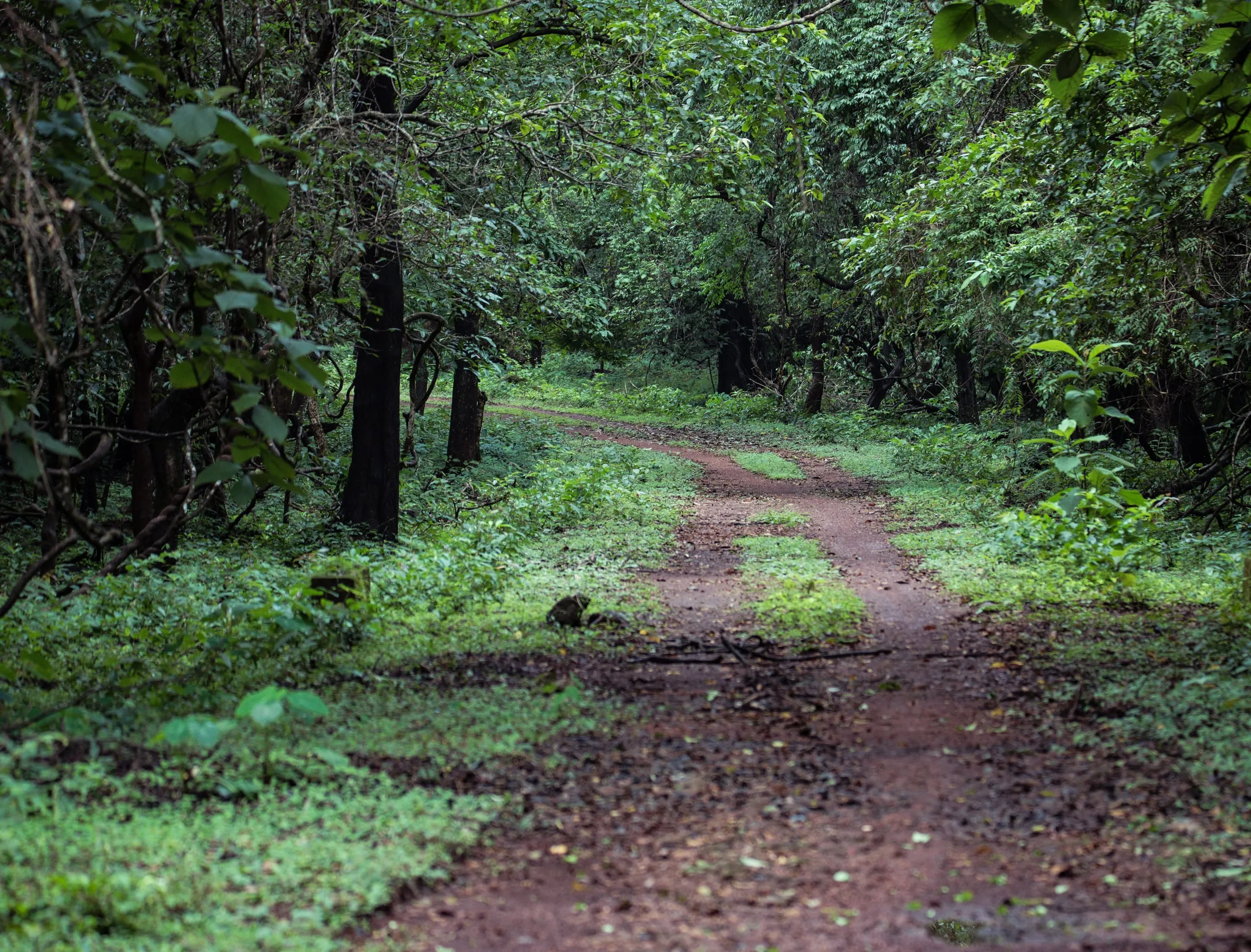 Cotigao Wildlife Sanctuary: Goa's Untamed Jungle Escape